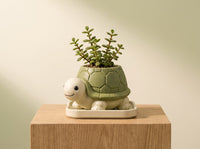 Turtle_ Pancha Pot Mini planter indoor & Outdoor